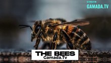 Bees: A History of Millions of Years