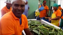 Harvesting and processing of aloe vera