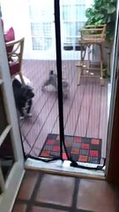 This Cat Knows How to Make an Entrance