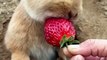 Bunny Eating Strawberry | Animals Funny Moments | Cute Pets | Funny Animals | Hungary Bunny #rabbit
