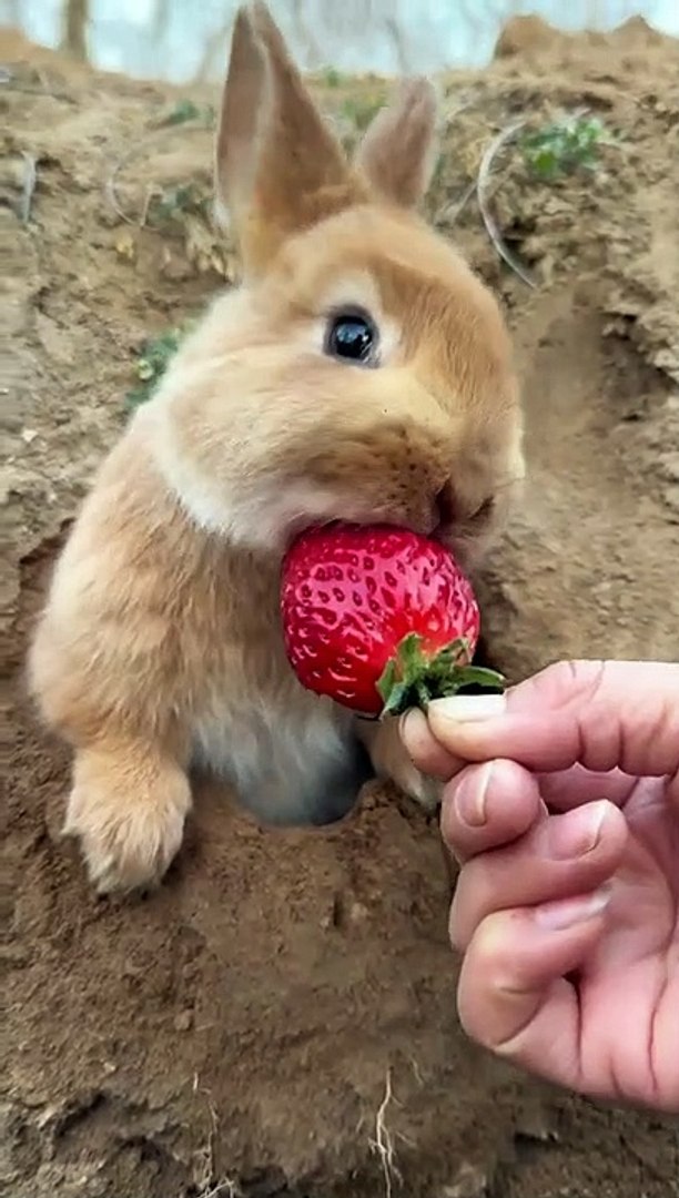 ⁣Bunny Eating Strawberry | Animals Funny Moments | Cute Pets | Funny Animals | Hungary Bunny #rabbit