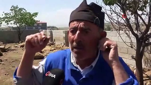 Kurtlar 170 Küçükbaş Hayvanı Telef Etti