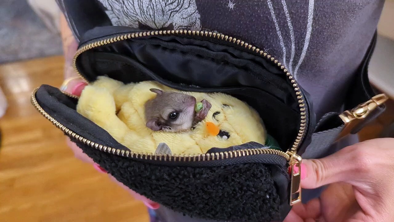 Un écureuil volant mangeant un pois dans un ananas dans un sac à main