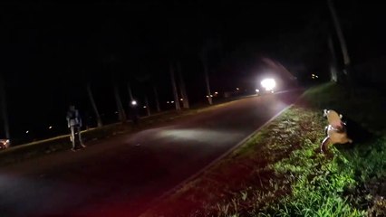 Le contrôle de la faune capture un alligator embêtant