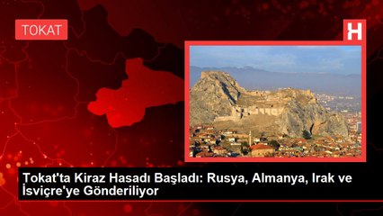 Tokat'ta Kiraz Hasadı Başladı: Rusya, Almanya, Irak ve İsviçre'ye Gönderiliyor