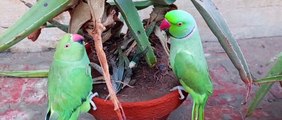 A Cute Funny Parrots Talking Videos Compilation Best Talking parrot