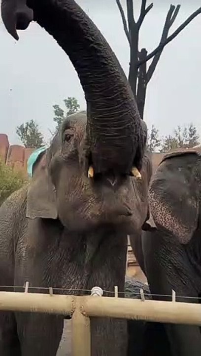 Rhythmic Celebration Elephants Dance with Joy for Banana Bites