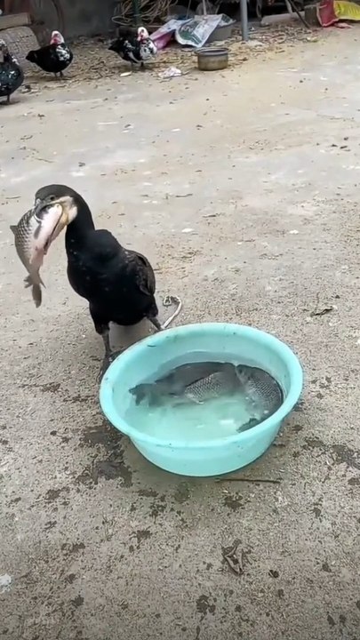 Feast of Giants Witness the Mighty Great Cormorant Devouring Large Fish with Ease