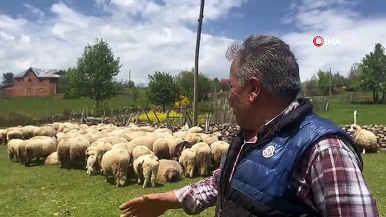 Giresun yaylaları koyun-kuzu sesleriyle şenlendi