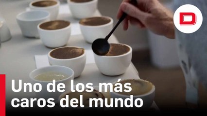 El café Geisha, uno de los más caros del mundo, vuelve a coronarse como el mejor de Panamá