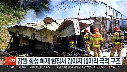 강원 횡성 화재 현장서 강아지 10마리 극적 구조