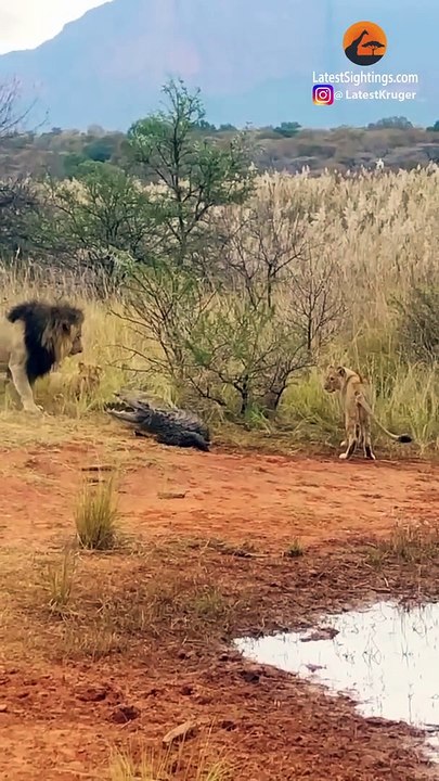 LIONS ATTACK CROCODILE WALKING ON LAND