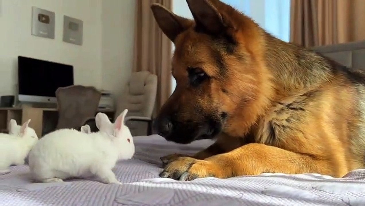 DOG AND RABIT LOVES