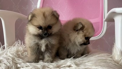 The Cutest Puppy Breeds