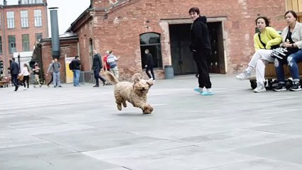 How to Train Your New Puppy Like a Pro