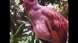 یہ پرندہ تمل ناڈو، انڈیا میں پایا جاتا ہے اور اسے 