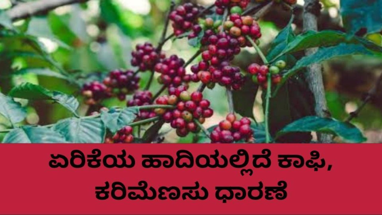 ಕೊಡಗು: ಏರಿಳಿತ ಕಂಡ ಕಾಫಿ, ಅಡಕೆ ಧಾರಣೆ