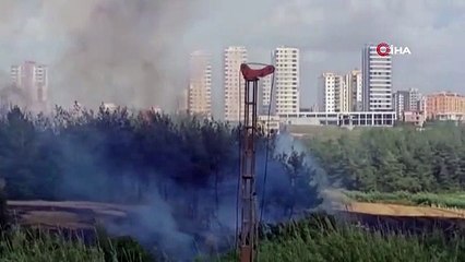 Le feu de chaume s'est propagé aux arbres