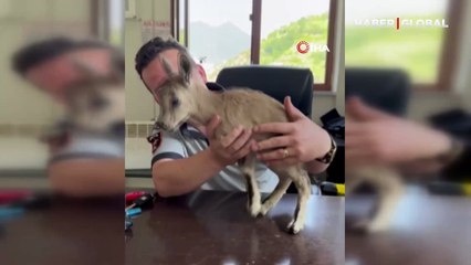 Annesini kaybetti, güvenlik kulübesine sığındı: Sevimli yaban keçisi kamerada