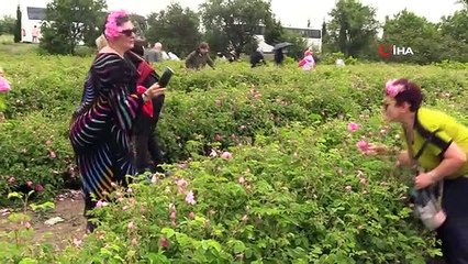 Uluslararası Gül Festivalinde Gül Toplama Etkinliği