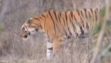 सागर: नौरादेही अभ्यारण में बढ़ रहा बाघों का कुनबा, मॉनिटरिंग शुरू