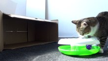 Cat Plays in His Toy Park
