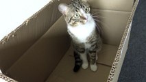 Funny Cat Stalks Toy from the Box