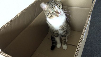 Funny Cat Stalks Toy from the Box