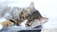 I Ordered a Cat and I Received It Wrapped in Plastic