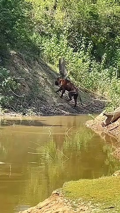 घायल अवस्था में मिले टी 30- बाघ की नहीं बच पाई जान