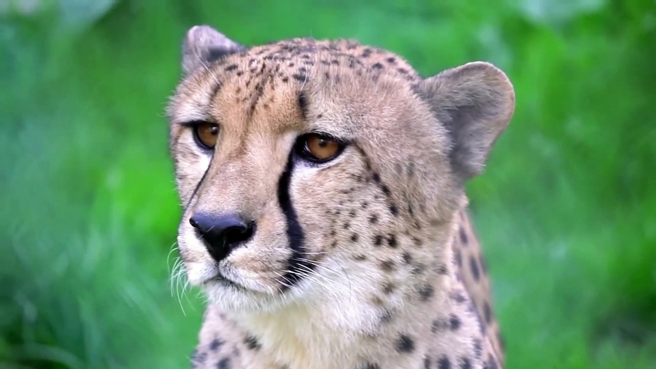 A Cheetah Hunting _ Animals  video