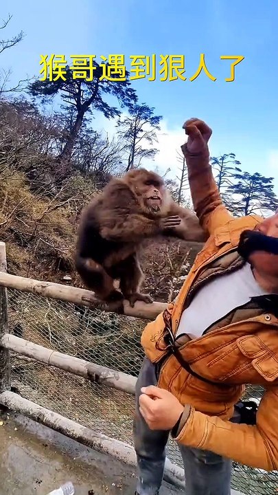 Monkey and human fight#