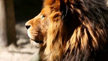 #Lion #Nocopyright #jungle #lions -