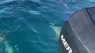 Ce touriste nage avec les requins... des gros requins