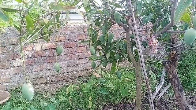 Three lakh rupees spent on the protection of plants, every year plants