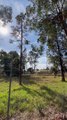 Trees to be removed for Dubbo development | Daily Liberal