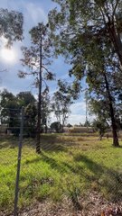Trees to be removed for Dubbo development | Daily Liberal