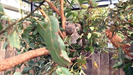 New koala colony found in north west NSW