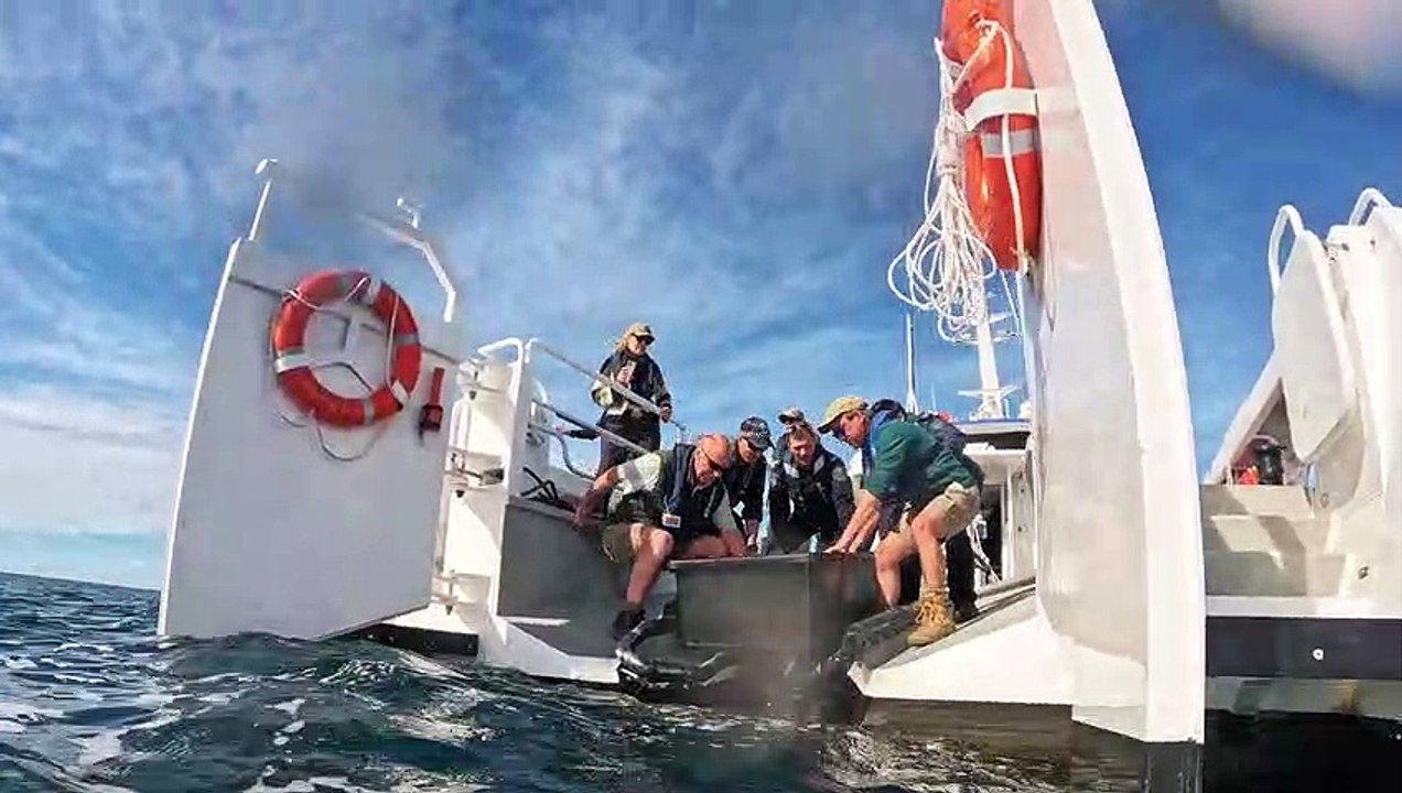 Turtle released after ingested seven hooks | Newcastle Herald | June 5 2023