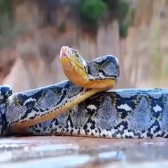 Big Python(Snake) Fight