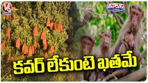 Mango Farmers Suffer Loss Due To Monkeys Issue At Mahabubabad | V6 Weekend Teenmaar