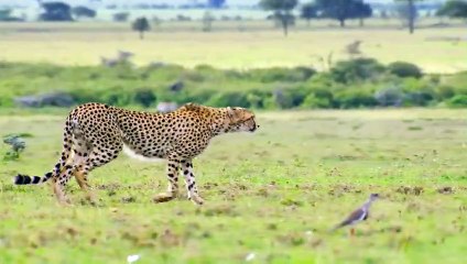 سباق السرعة بين الفهد الصياد والسيارة الأسرع فى العالم!