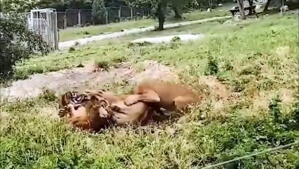 النمر يحسم الجدل ويثبت للجميع من هو الملك الحقيقى.. نهاية الأسد الصادمة!