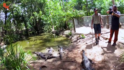 Crocodile Feeding FRENZY!