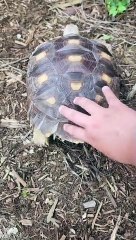 Agave the Tortoise Likes Booty Scritches