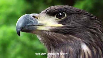 An Eagle Cuts Off A Pigeon Head Mercilessly