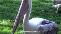 Horrible...This Pelican Swallows A shark In Seconds