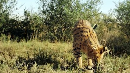 Serval Shows The Cheetah Who's The Boss !!