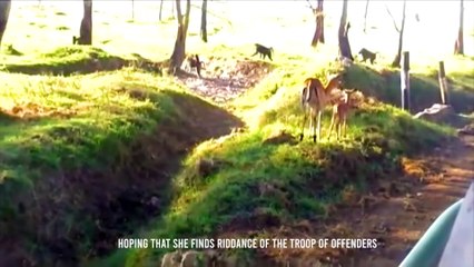 A Baboon Eats a Baby Impala Alive