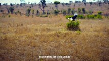 Leopard Snatches Birds in The Blink Of An Eye